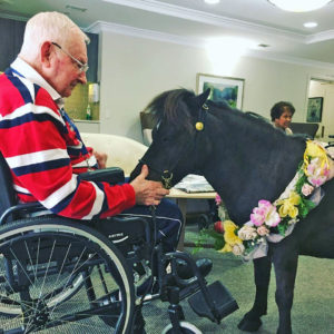 Pet Therapy pony