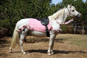 Carousel Pony Rides