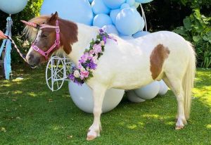 Kids party Pony