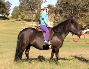 Shetland Pony Rides