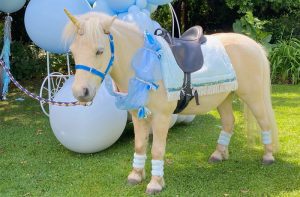 Pony Rides for parties